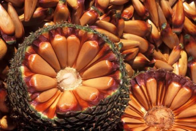 Safra menor de pinhão acende alerta na Serra: Celesc orienta sobre riscos vitais na proximidade com a rede elétrica