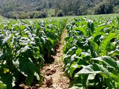 Celesc facilita ressarcimento por danos a fumicultores catarinenses