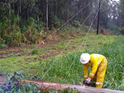 Celesc alerta para perigo de vegetação na rede elétrica